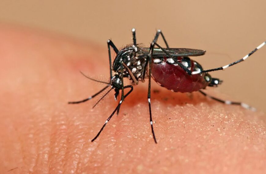 La Rioja registró su primera víctima mortal por dengue